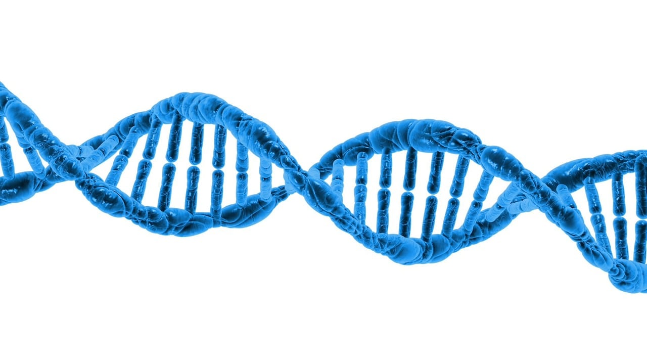 Close-up of a DNA double helix model representing molecular and metabolic research