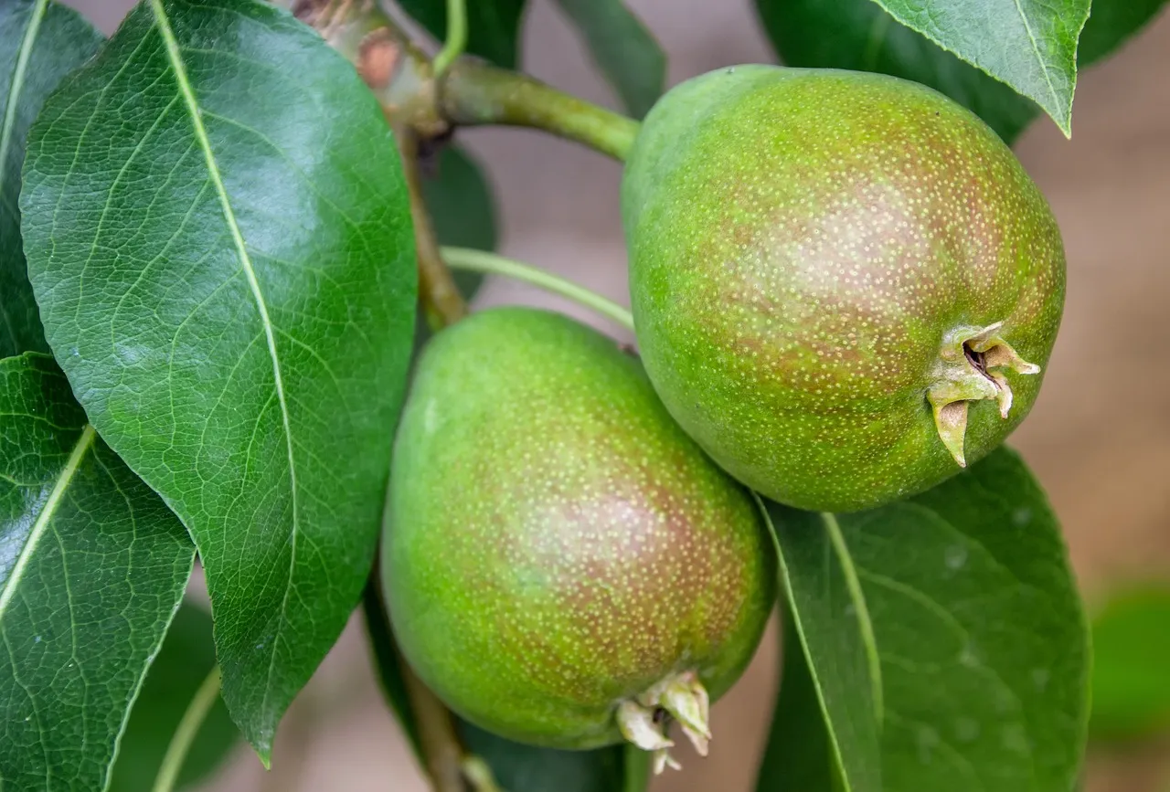 Pear, fruit, fruit tree — illustrating Do Protein Shakes Work on a GLP-1? What to Look For