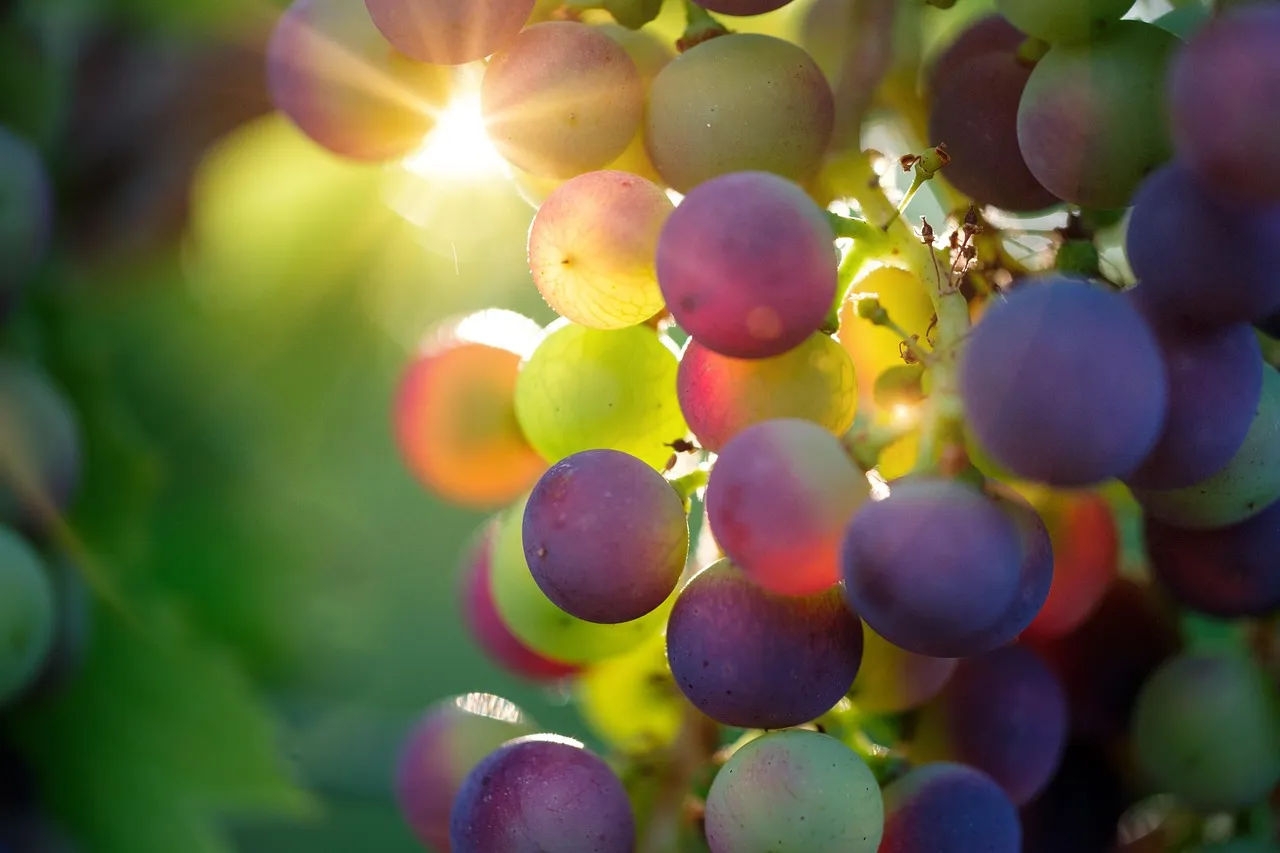 Grapes, fruits, food — illustrating Do Protein Shakes Work on a GLP-1? What to Look For