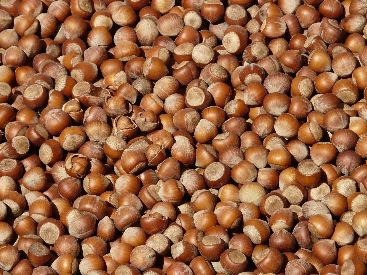 Hazelnuts, nuts, food — illustrating Do You Need to Count Calories on a GLP-1?