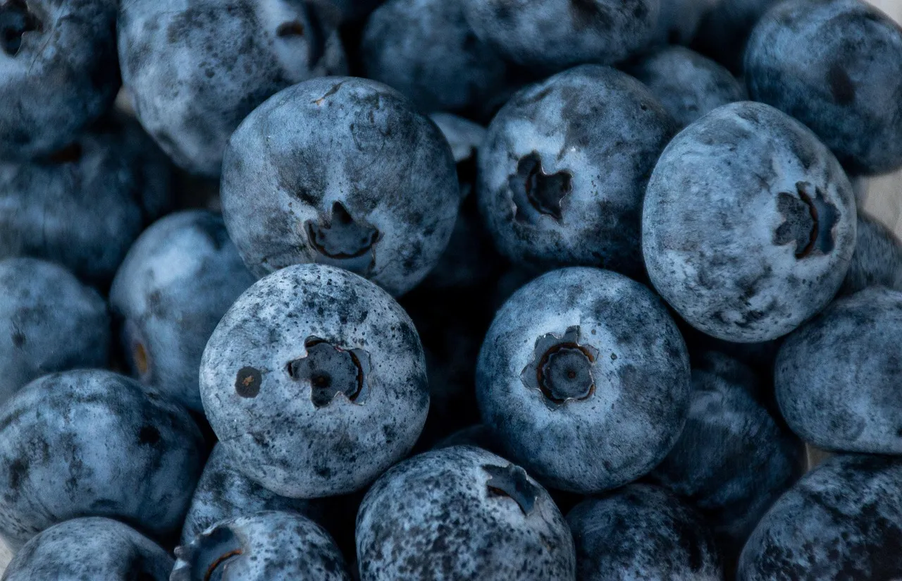 Blueberries, food, sweet — illustrating Do You Need to Count Calories on a GLP-1?