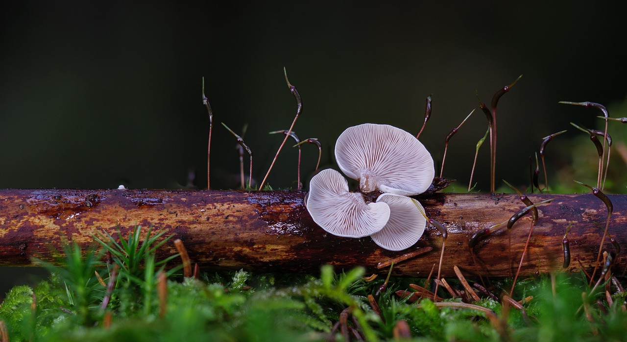 Mushrooms, moss, wood fungus — illustrating Does Adding More Bacteriostatic Water Make a Vial Last Longer?