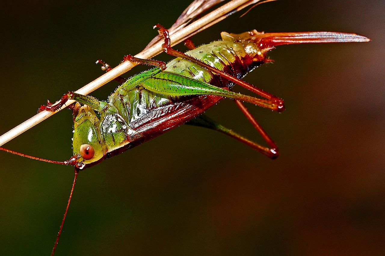 Grasshopper, insect, macro — illustrating Does Adding More Bacteriostatic Water Make a Vial Last Longer?