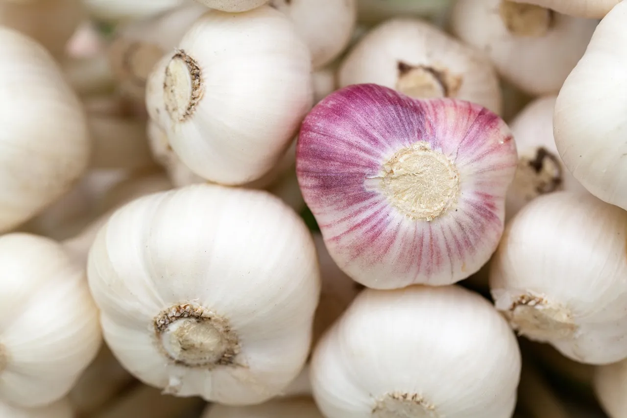 Garlic, bulbs, vegetables — illustrating Hitting Your Protein Target With No Appetite on a GLP-1