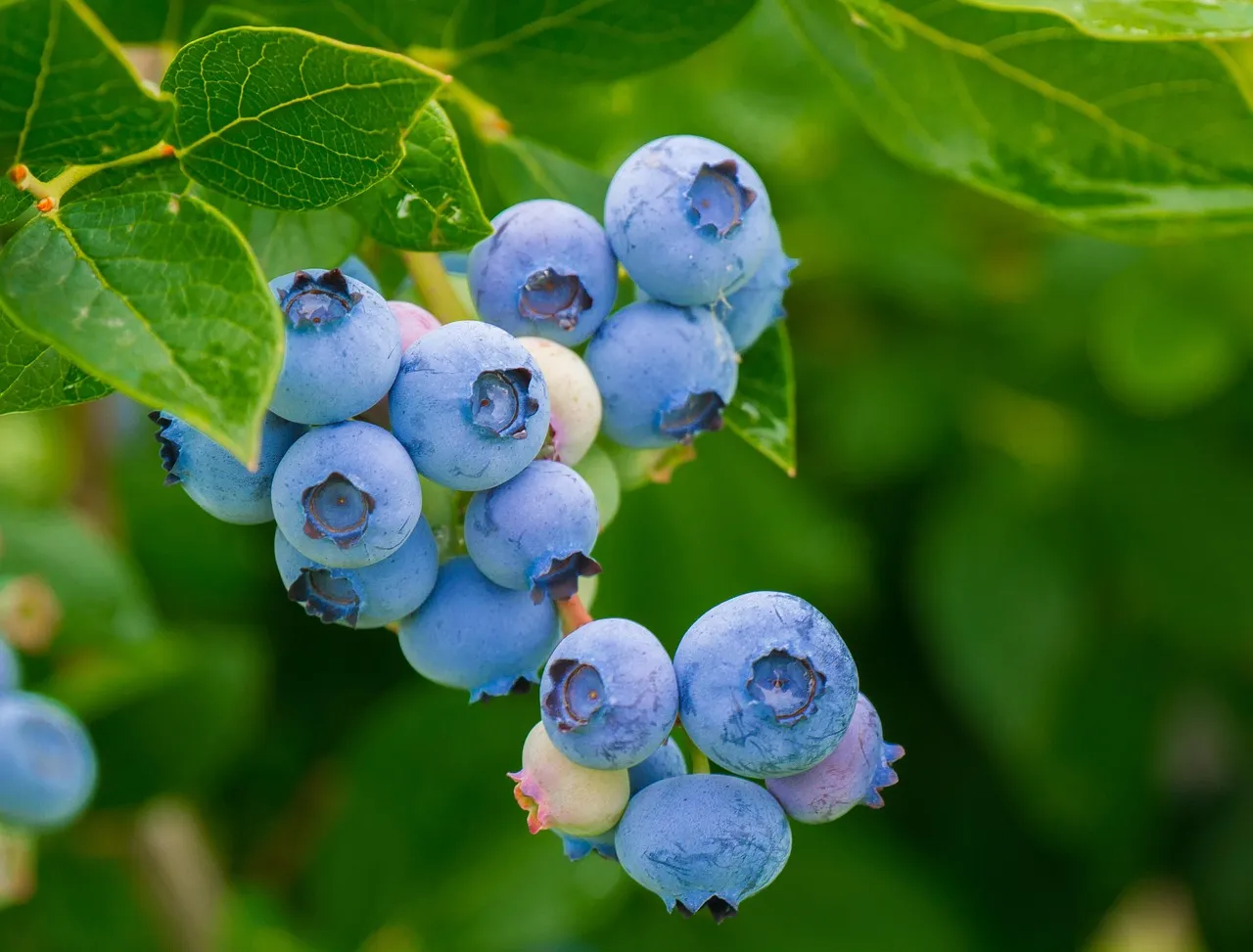 Blueberries, fruits, berries — illustrating How Big Should Your Calorie Deficit Be?