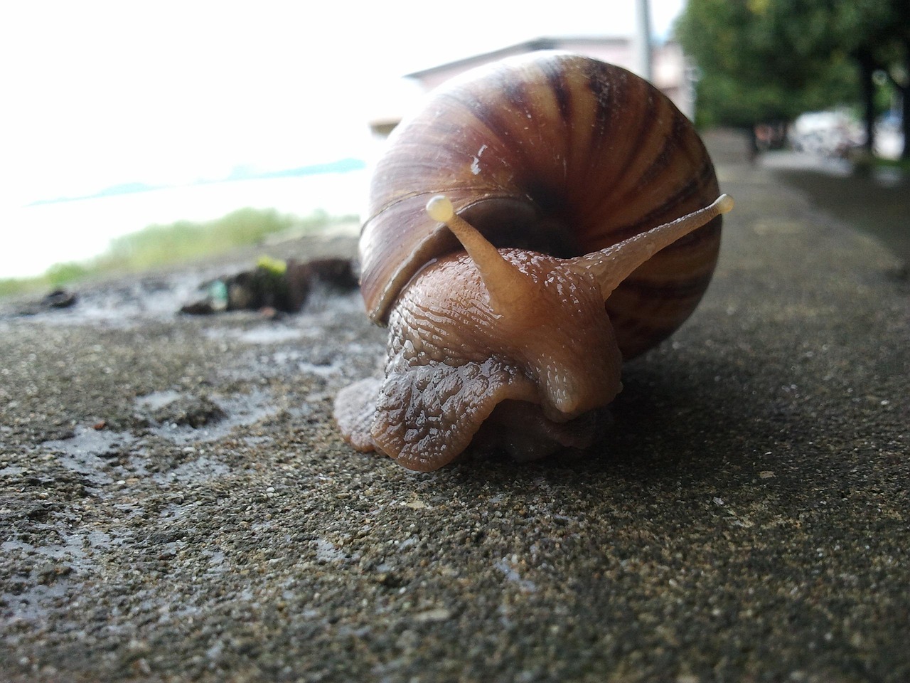 Snail, mollusc, shell — illustrating How Long Does a Reconstituted Peptide Vial Last Before It Degrades?