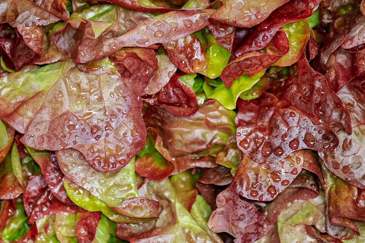 Lollo rosso, cut salad, salad — illustrating How Much Water Should You Drink on a GLP-1?