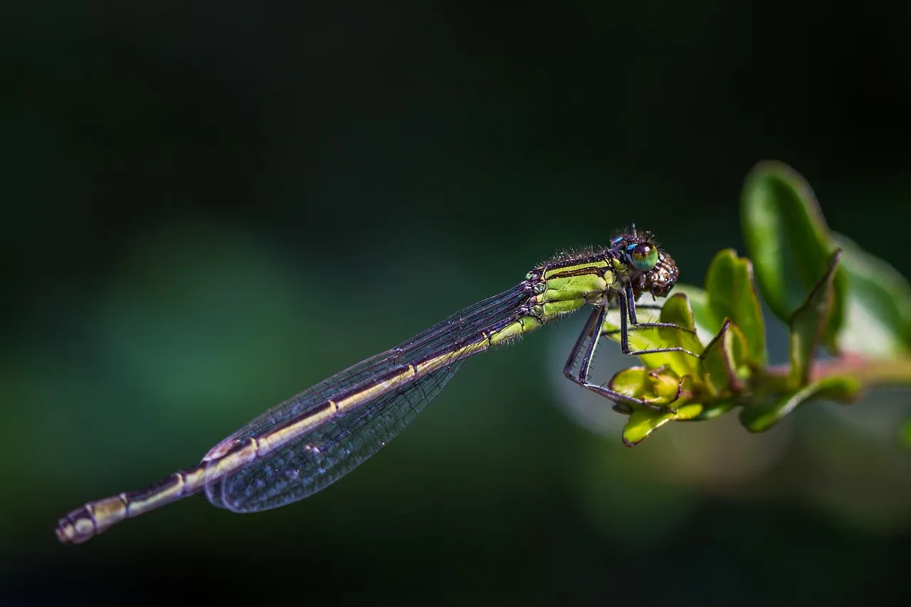 Dragon-fly, pond, insect — illustrating How to Dose a Peptide Blend: The Math Behind a Multi-Peptide Vial