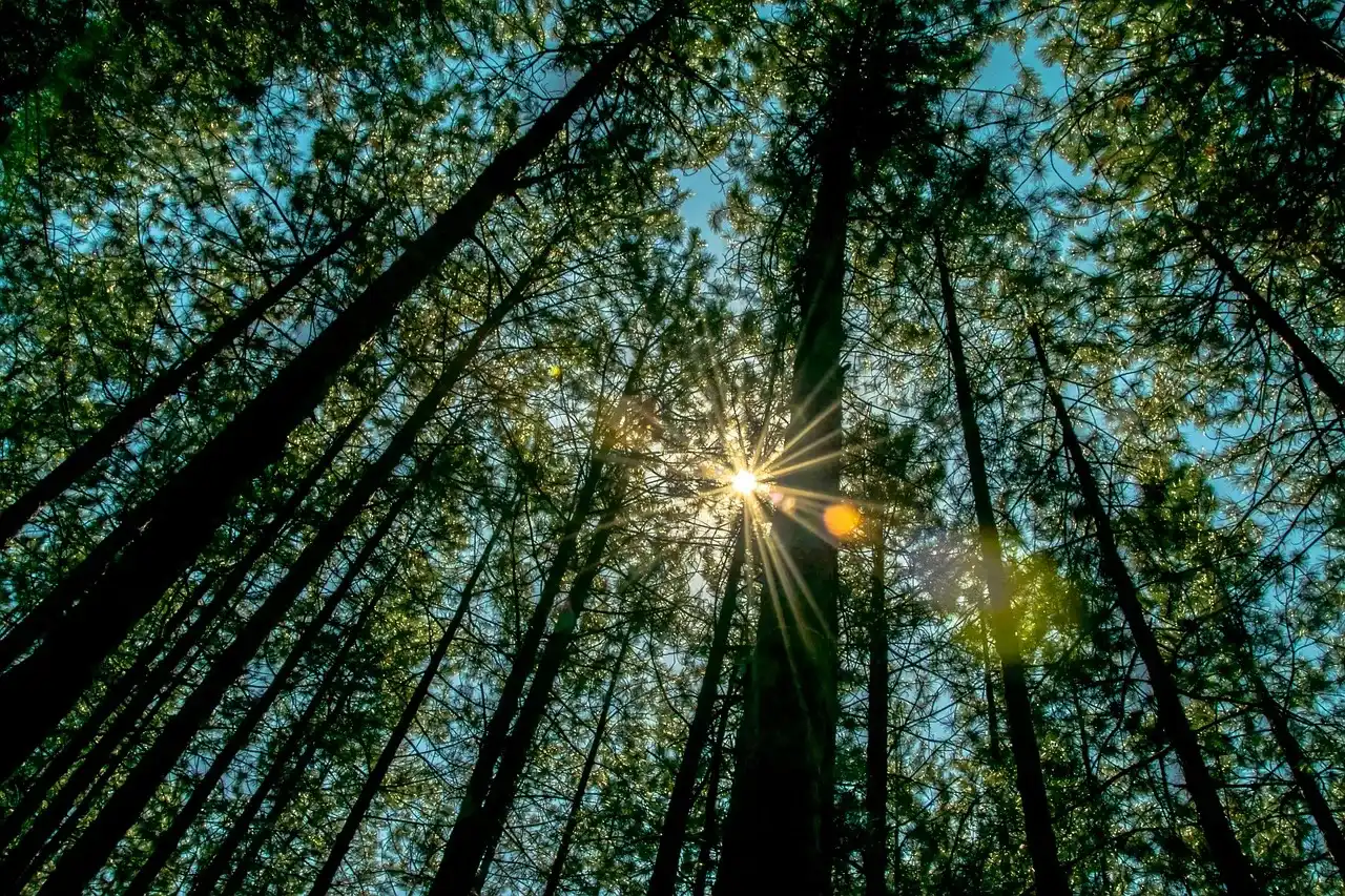 Forest, nature, walk — illustrating How to Lower Your Biological Age: What Works