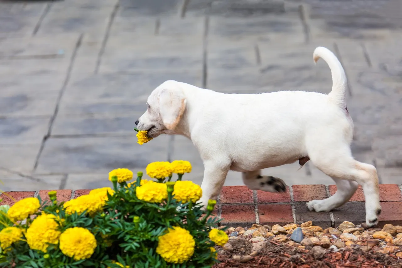 Lab, beautiful flowers, puppy — illustrating How to Read a Peptide Vial Label: Strength, mg vs mcg, and What Sets Your Supply