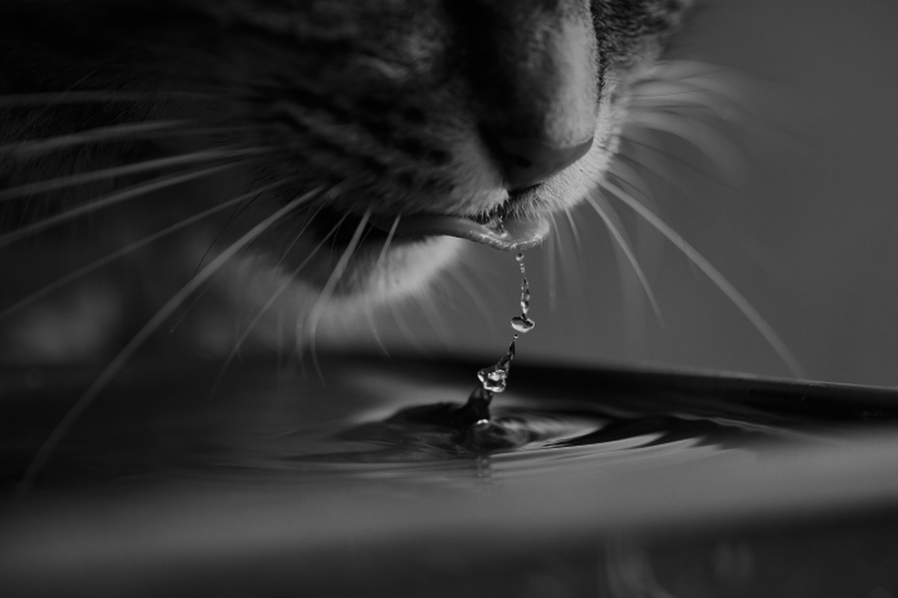 Cat, water, drink — illustrating Hydration and Recovery: Beyond the Basics