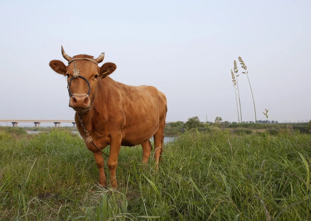 Cow, nature, animal — illustrating IU to mg for Peptides: Why There's No Universal Factor