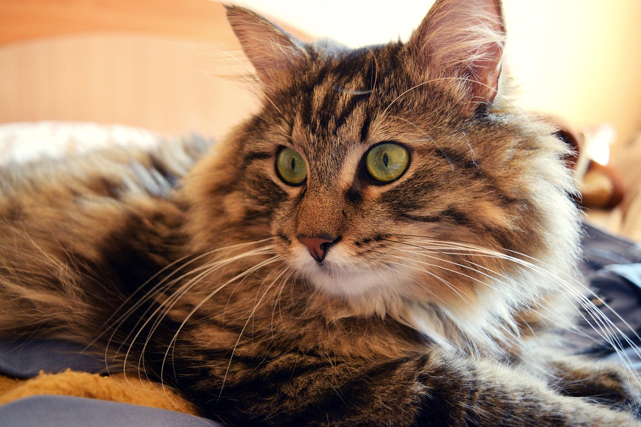 Cat in bed, morning, fur — illustrating L-Theanine, Stress, and Sleep