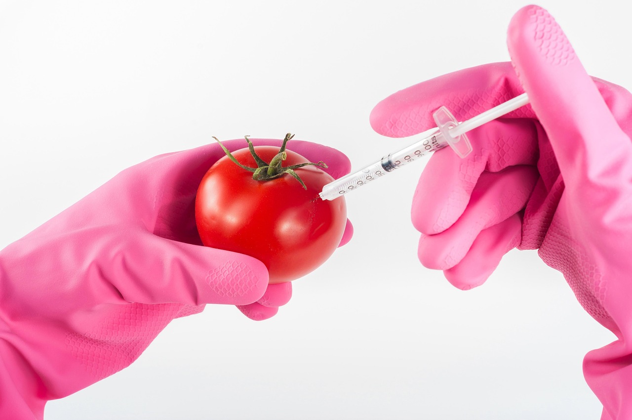 Modified, tomato, genetically — illustrating LL-37: The Antimicrobial Peptide Behind the Buzz