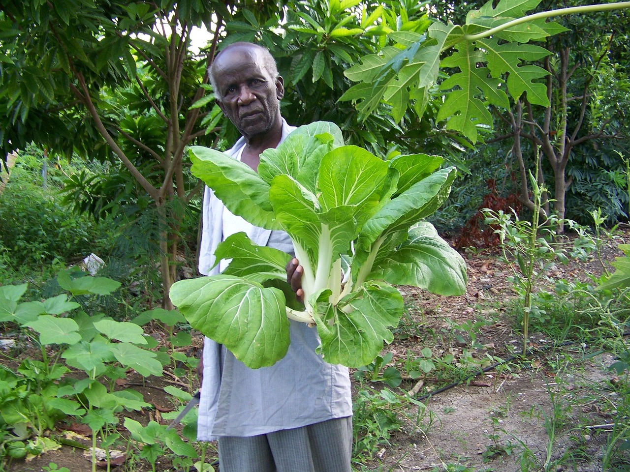 Elderly, garden, elderly people — illustrating Metformin for Longevity: The TAME Trial Question