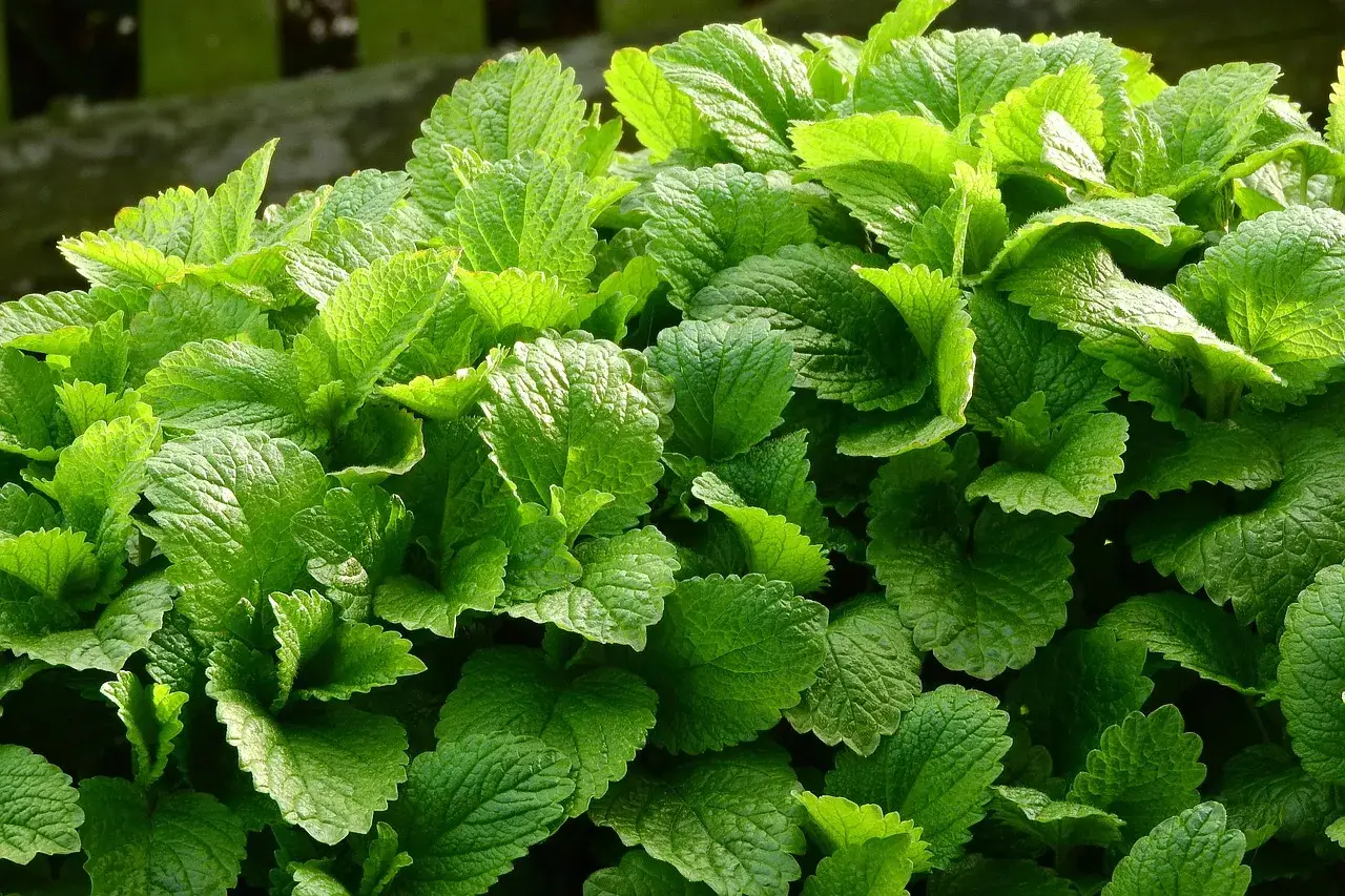Lemon balm, nature, medical — illustrating Missed a GLP-1 Dose? How to Get Back on Schedule