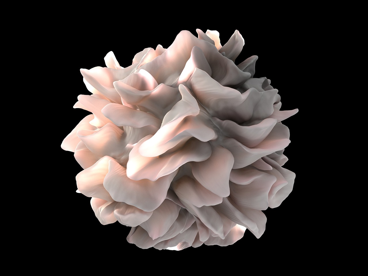 Dentritic cell, human, macro — illustrating MOTS-c: The Mitochondrial Peptide, Explained
