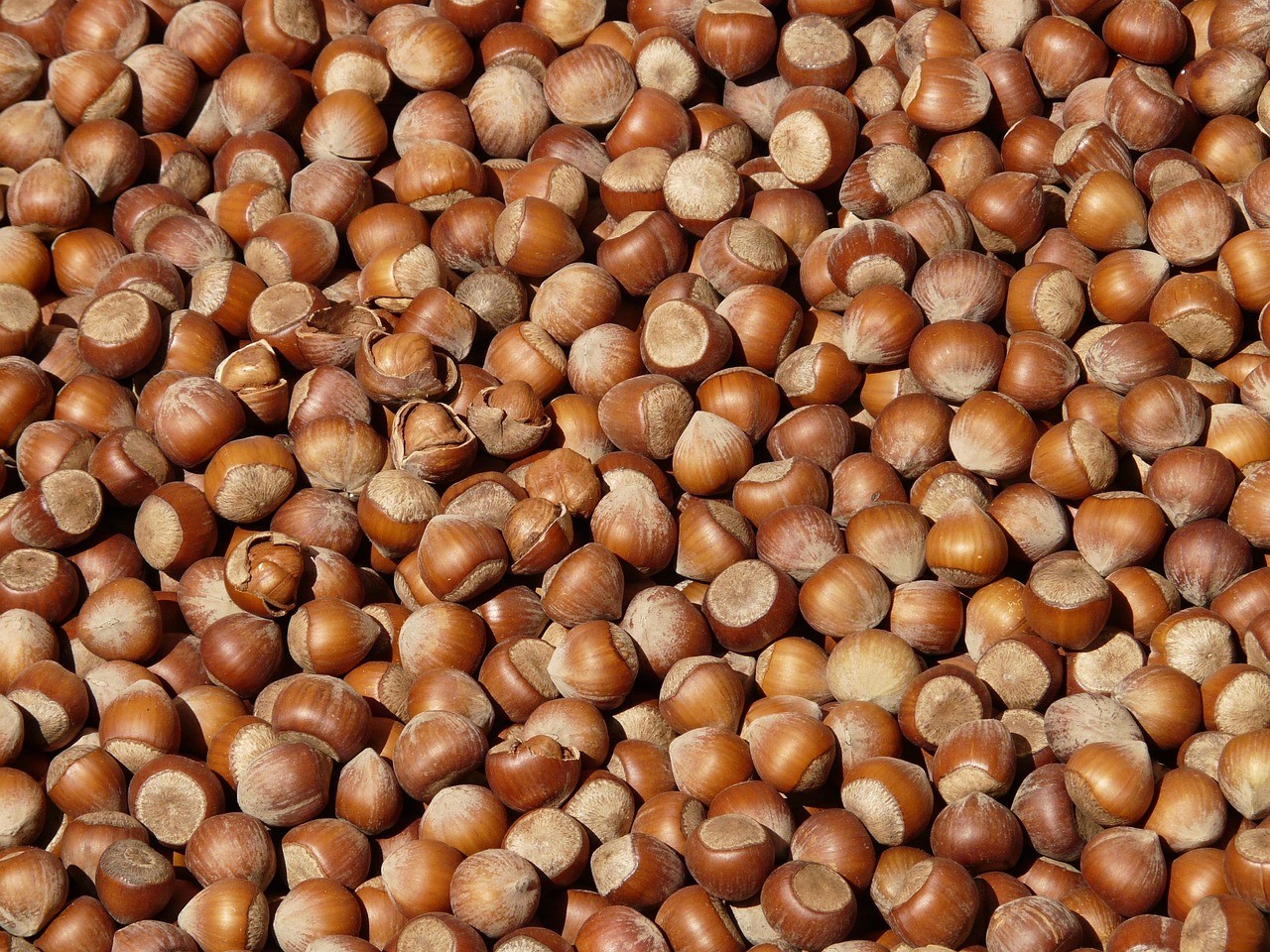 Hazelnuts, nuts, food — illustrating Muscle Loss in Older Adults on GLP-1s