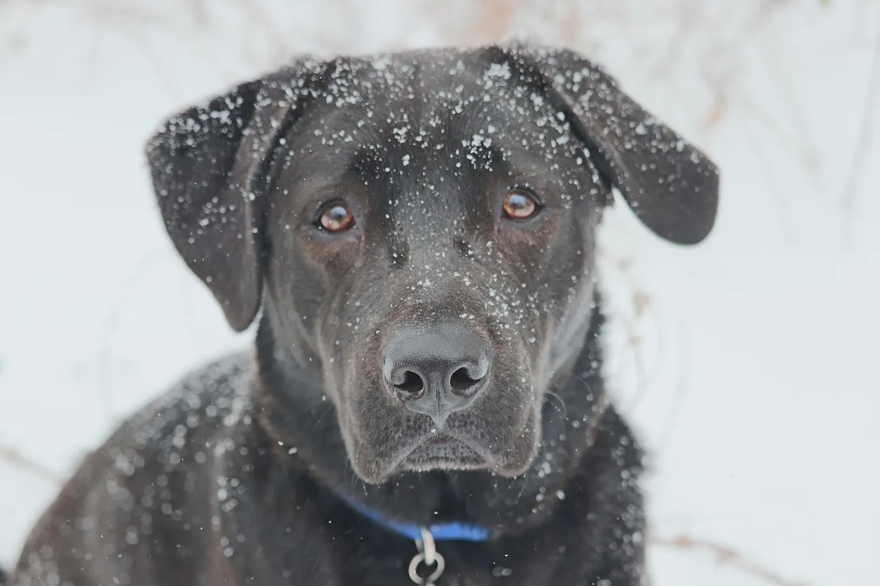 Black lab, dog, pet — illustrating Peaks, Troughs, and Fluctuation: How Dosing Frequency Shapes the Swing