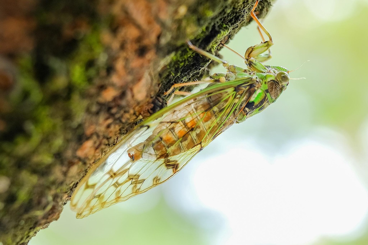 Cicada, animal, insect — illustrating 7 Peptide Reconstitution Mistakes (and the Math)