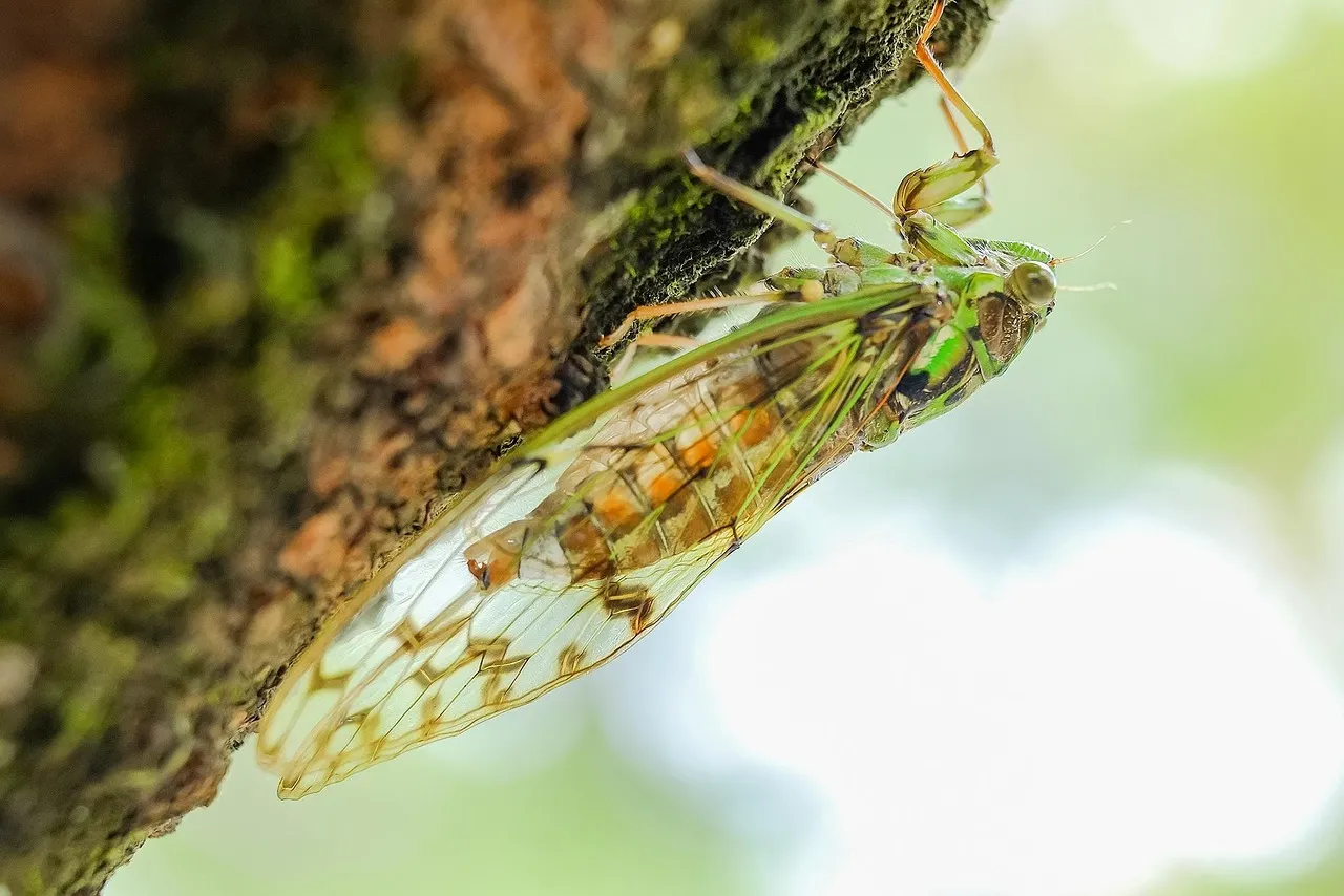 Cicada, animal, insect — illustrating 7 Peptide Reconstitution Mistakes (and the Math)