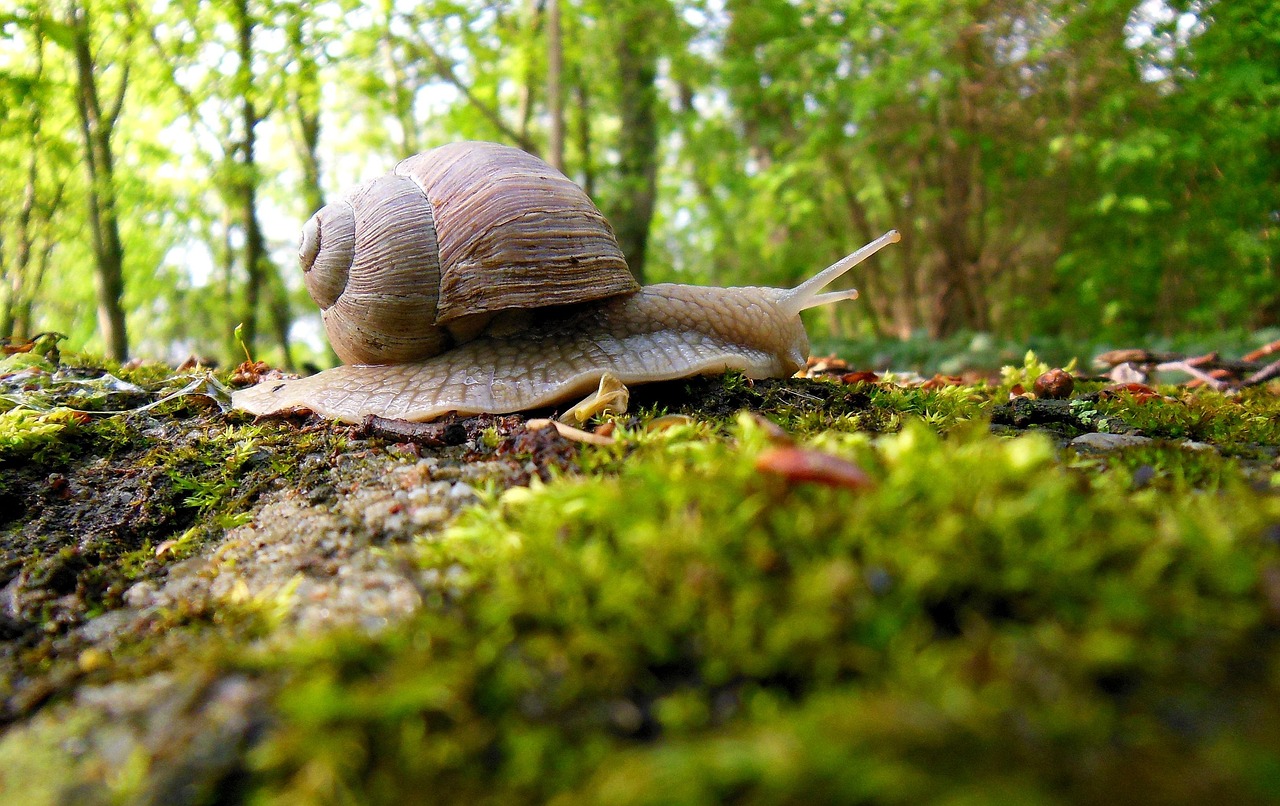 Snail, forest, molluscs — illustrating 7 Peptide Reconstitution Mistakes (and the Math)
