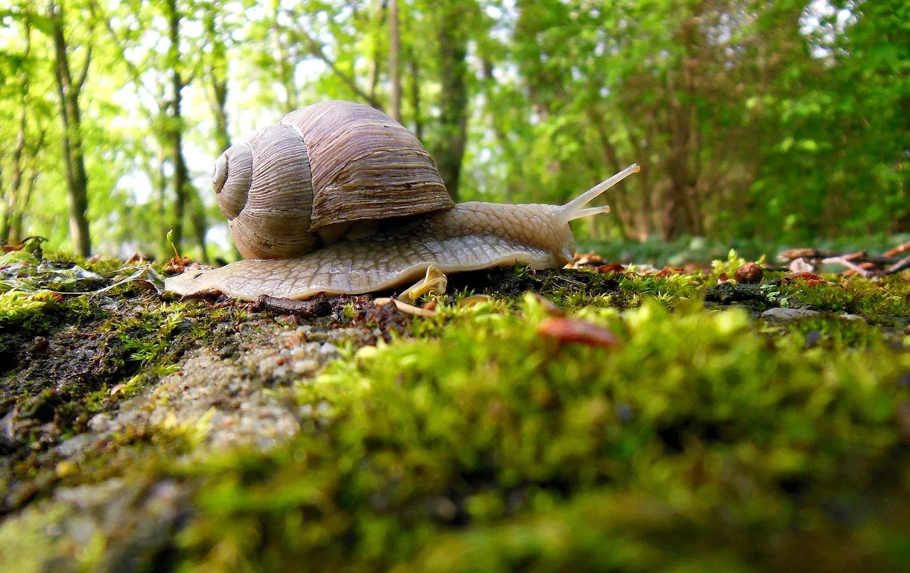 Snail, forest, molluscs — illustrating 7 Peptide Reconstitution Mistakes (and the Math)