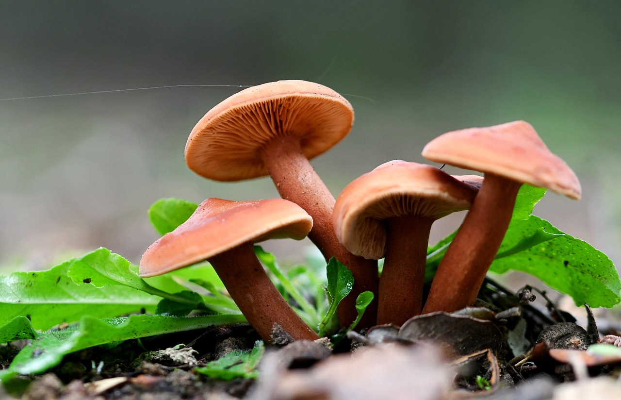 Mushrooms, autumn, nature — illustrating 7 Peptide Reconstitution Mistakes (and the Math)