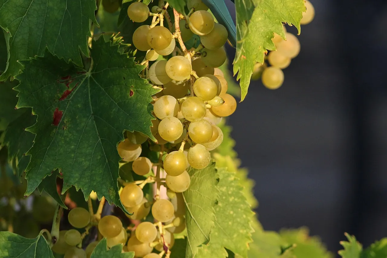 Grapes, fruits, food — illustrating Protein by Goal Weight vs Current Weight: Which to Use