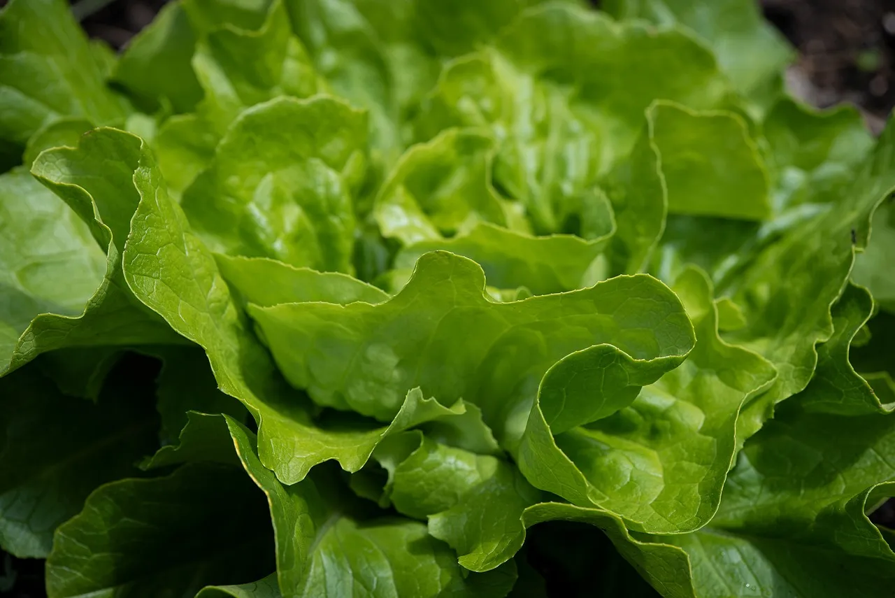 Protein Per Meal on a GLP-1: The Per-Meal Split
