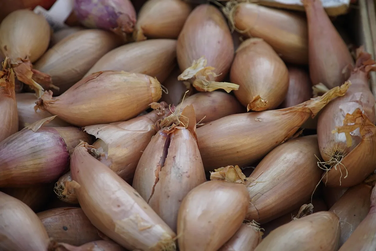 Onions, shallots, vegetable — illustrating RDW: The Overlooked Marker That Predicts Aging