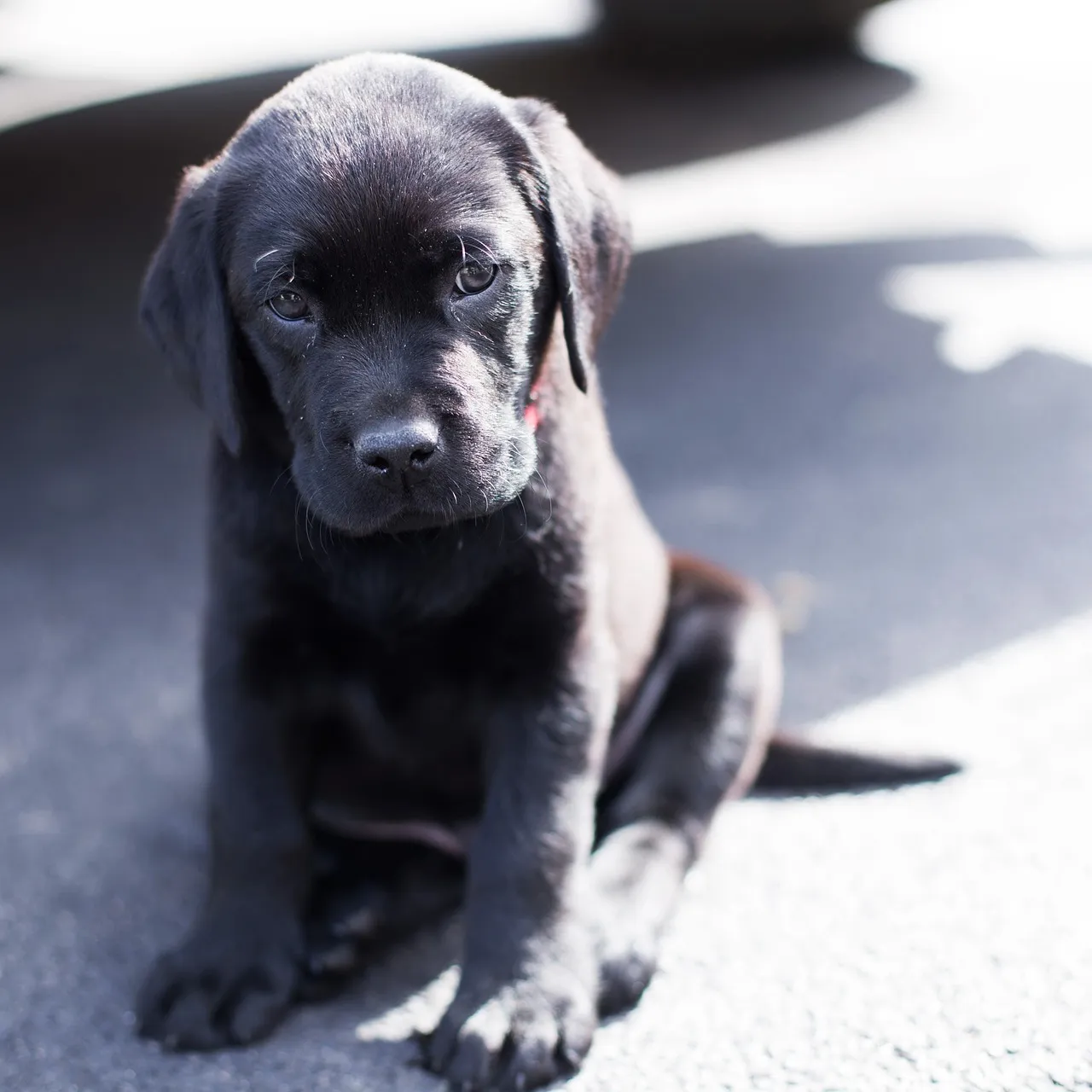 Black lab, lab, puppy — illustrating Reconstitution Vocabulary: Lyophilized, BAC, Sterile