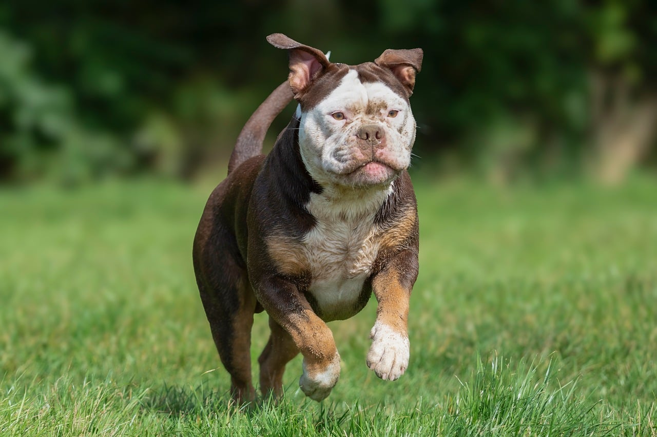 Animal, bulldog, nature — illustrating Recovery Heart-Rate and Fitness