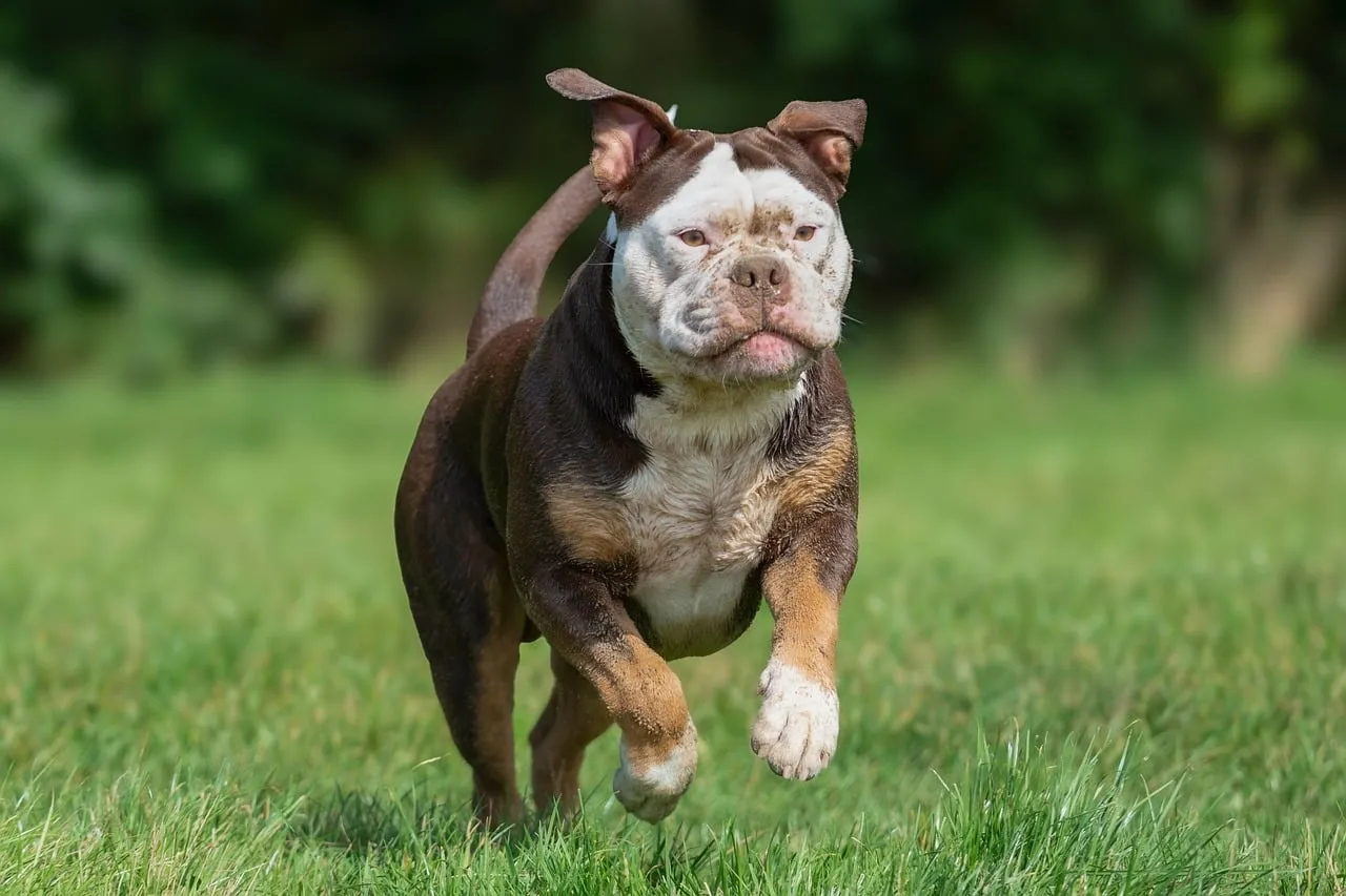 Animal, bulldog, nature — illustrating Recovery Heart-Rate and Fitness