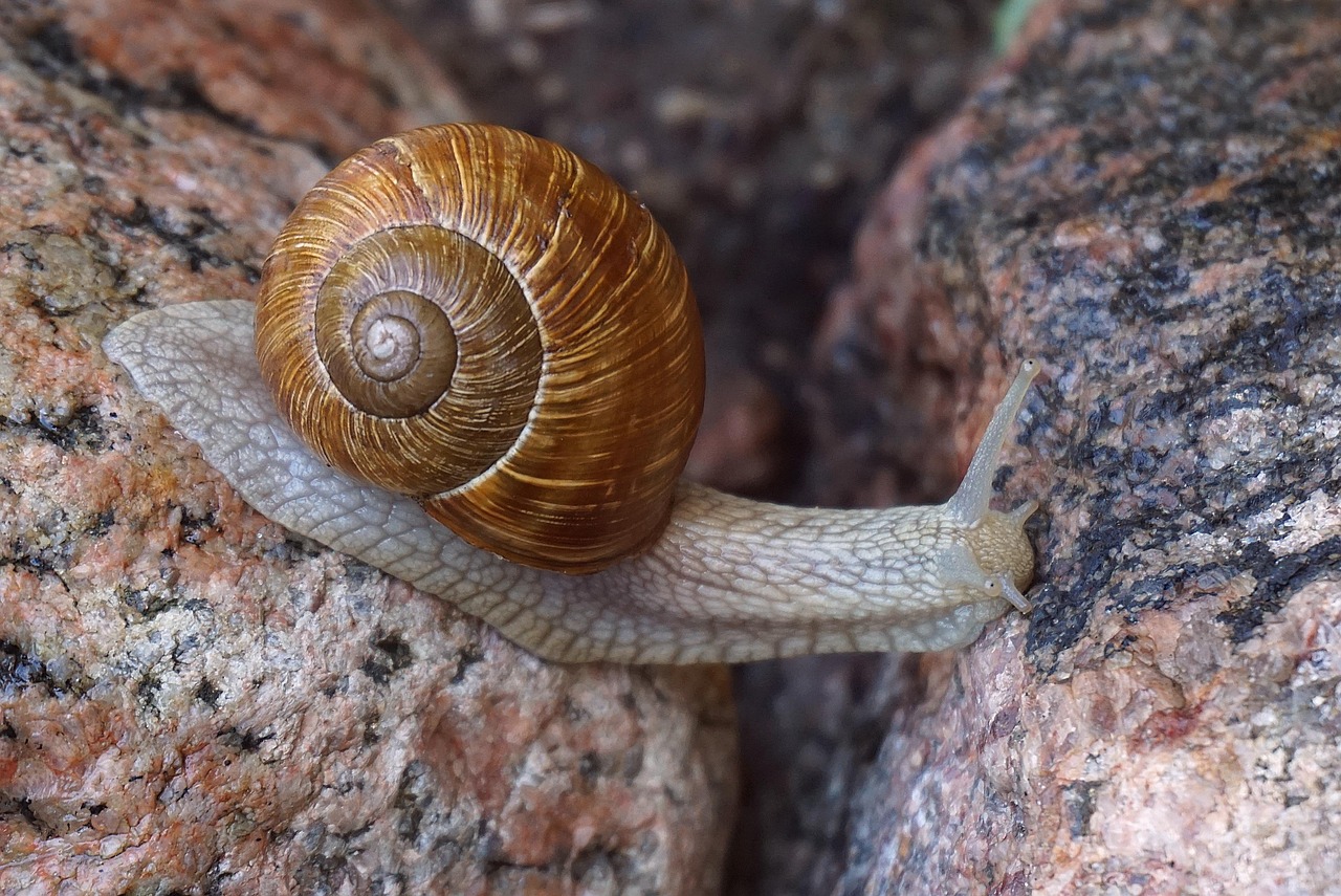 Snail, clam, seashell — illustrating Senescence and Inflammaging