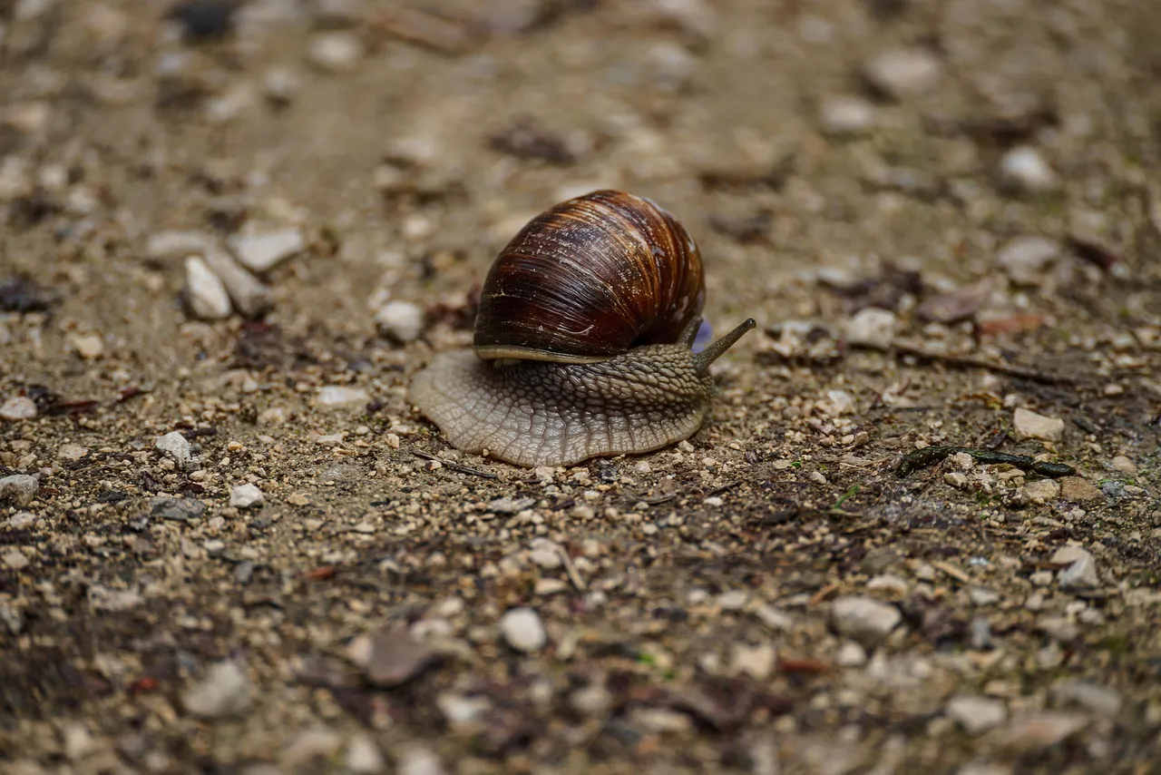 Senescence and Inflammaging