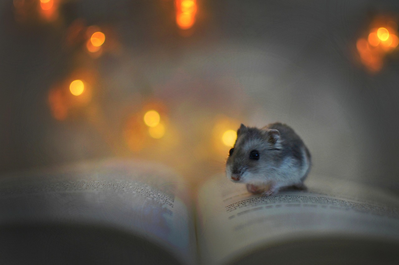 Hamster, book, lights — illustrating Should You Train Today? A Practical Readiness Check-In