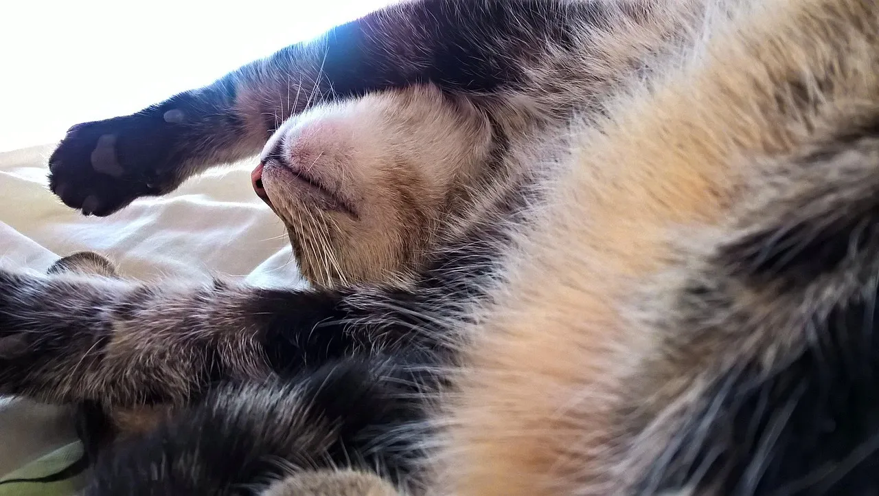 Cat, paws, cuddle — illustrating Subjective Wellness vs Wearable Recovery Scores: What the Evidence Says