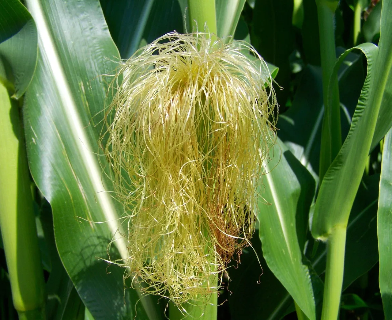 Corn tube, corn hair, agriculture — illustrating The '5 Half-Lives' Rule: When a Compound Is Practically Gone