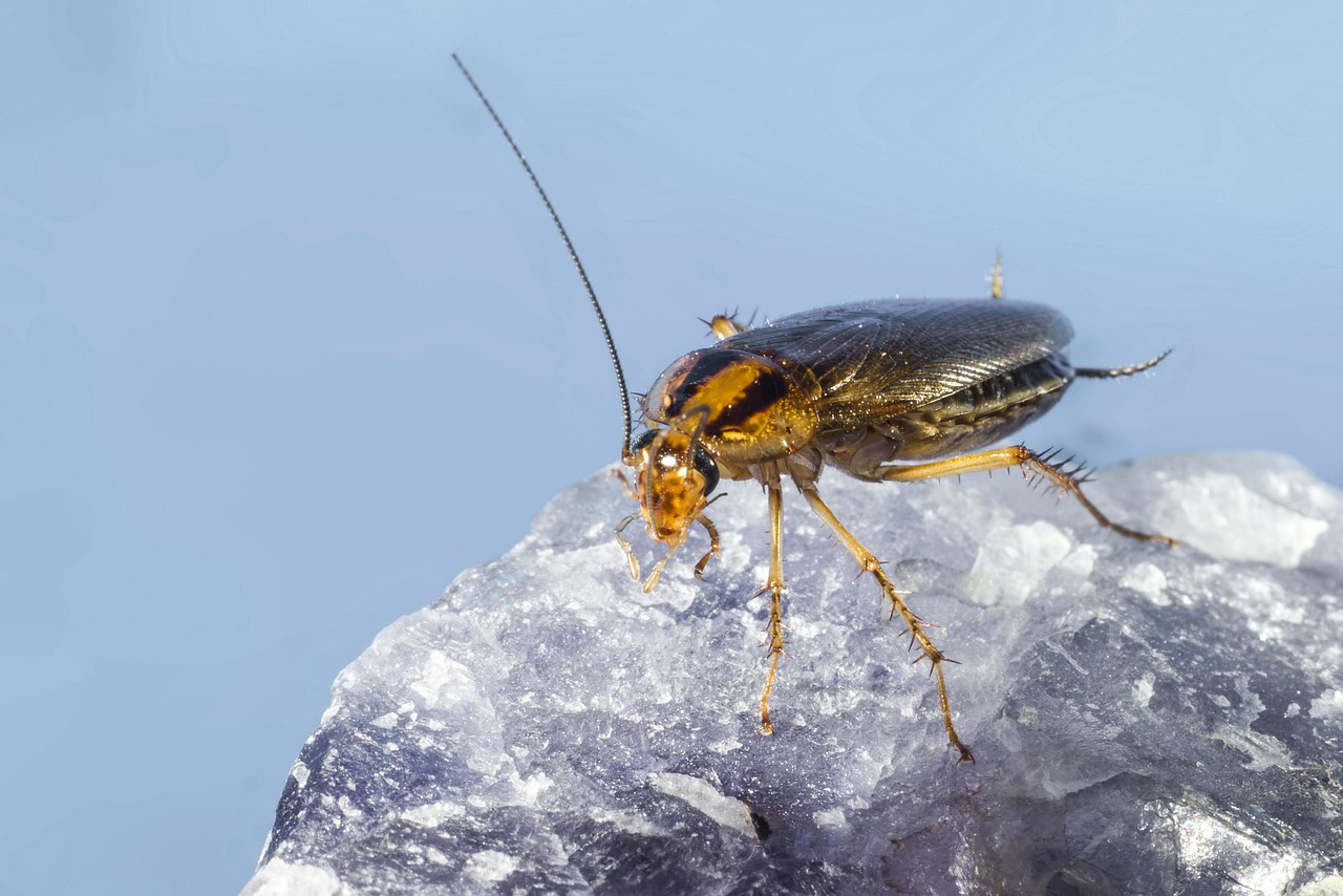 Blattella germanica, german cockroach, unhygienic — illustrating The Gut Microbiome and Healthy Aging