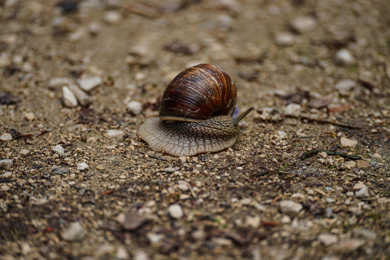 Snail, mollusk, snail species — illustrating The Hallmarks of Aging, Explained
