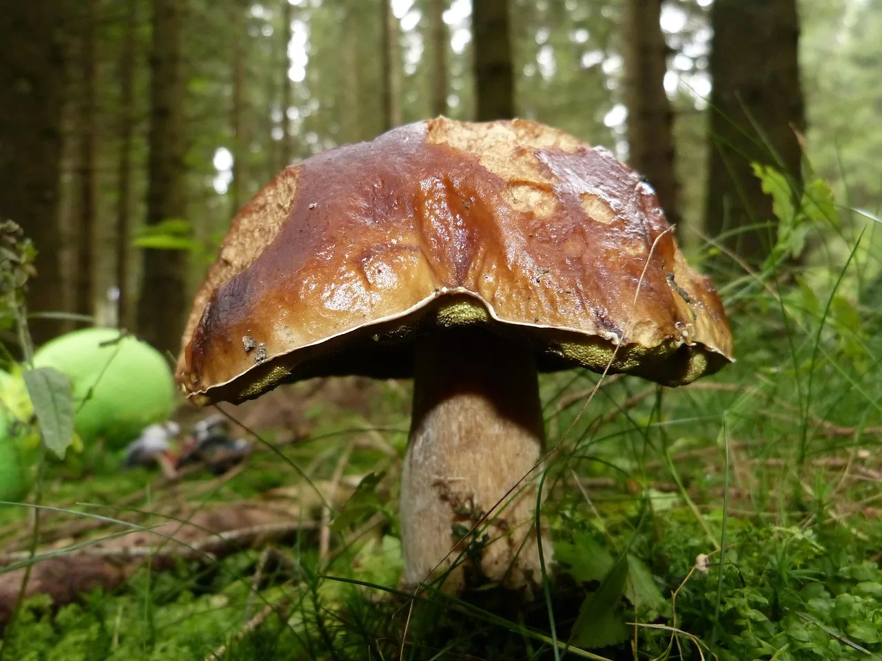 Mushroom, fall, nature — illustrating What a Peptide's Half-Life Actually Is (Plain-English Guide)