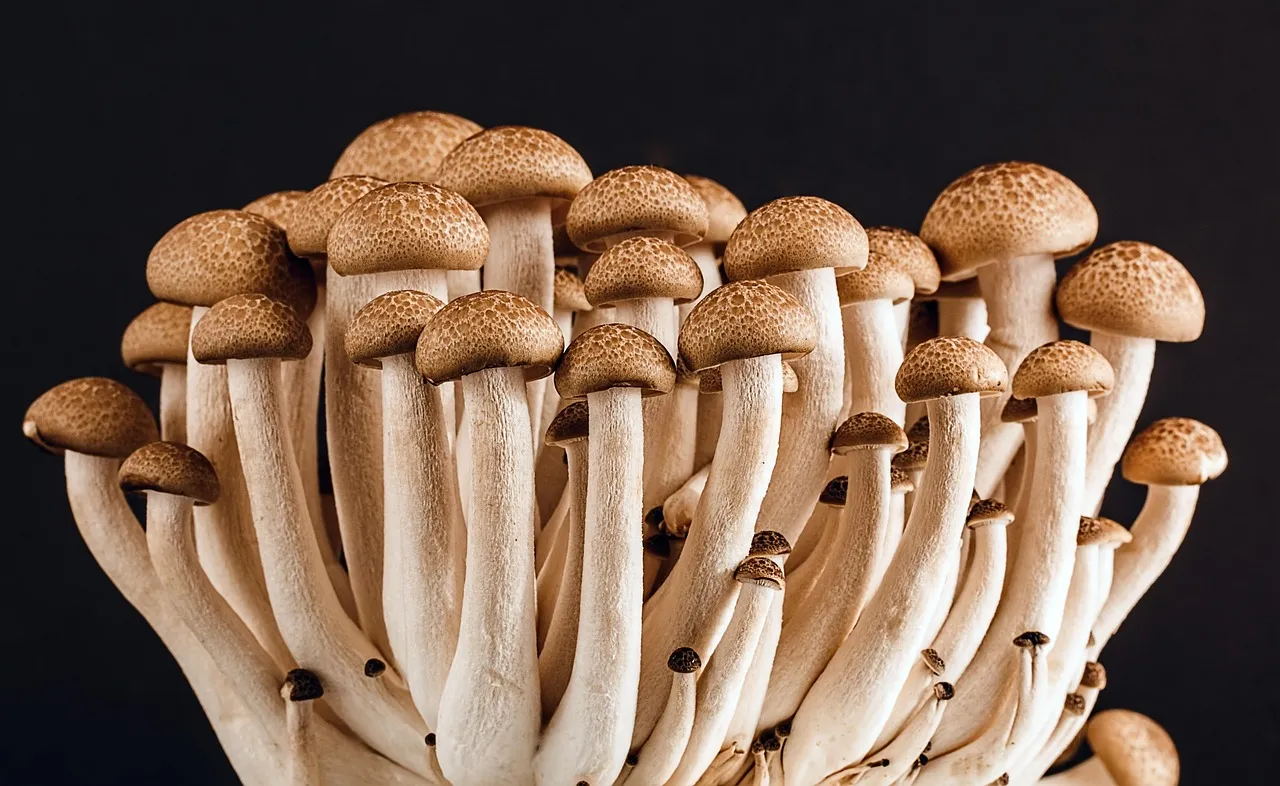 Mushrooms, fungi, edible — illustrating What 'Food Noise' Tells Us About Obesity Biology
