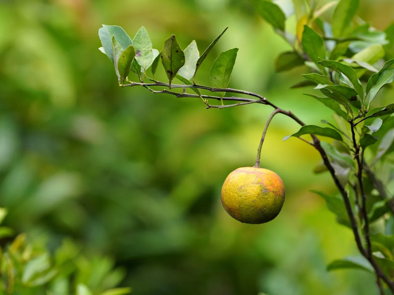Orange, tangerine, fresh — illustrating When Does GLP-1 Weight Loss Start? The First Month