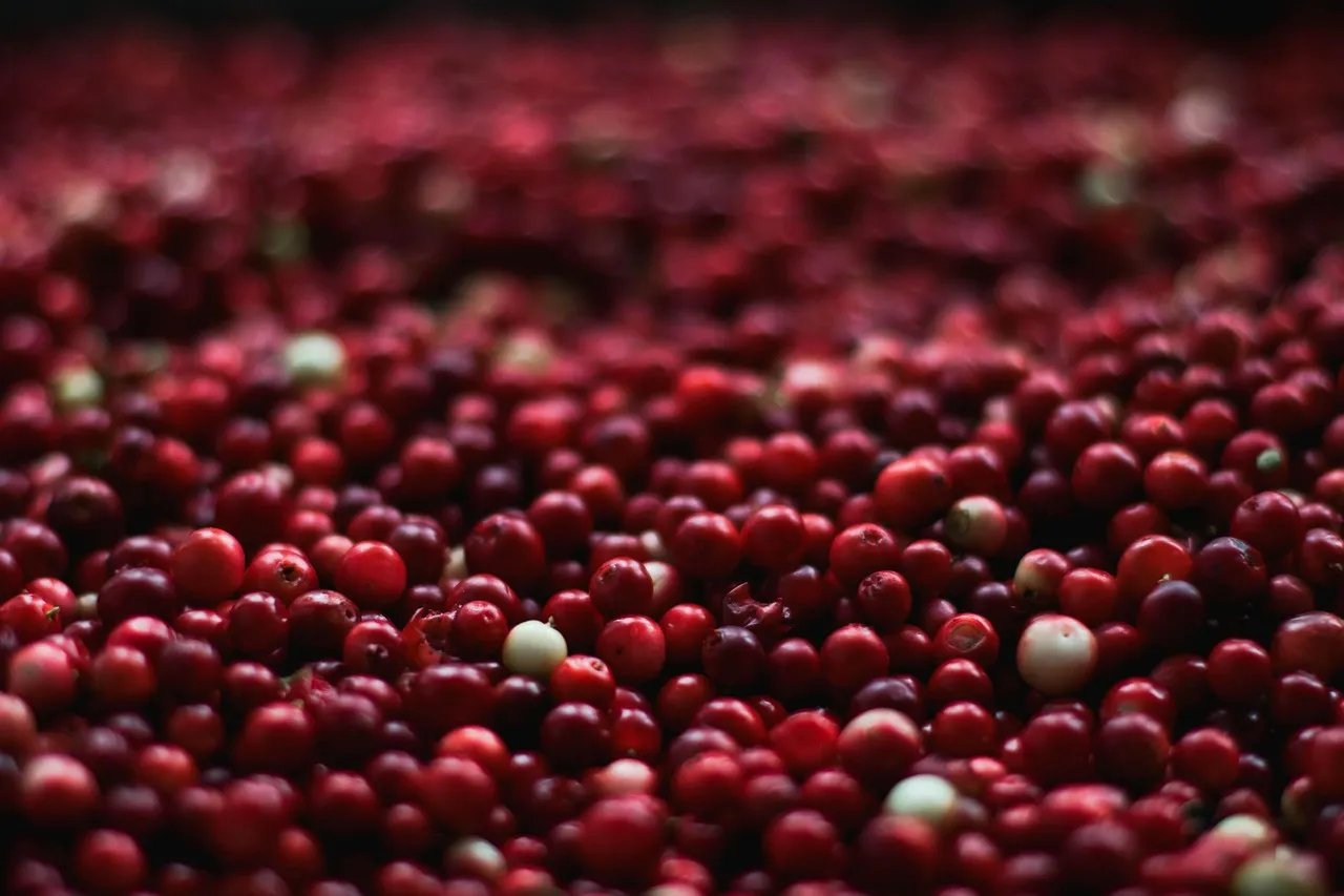 Berries, cranberries, red — illustrating When Does GLP-1 Weight Loss Start? The First Month