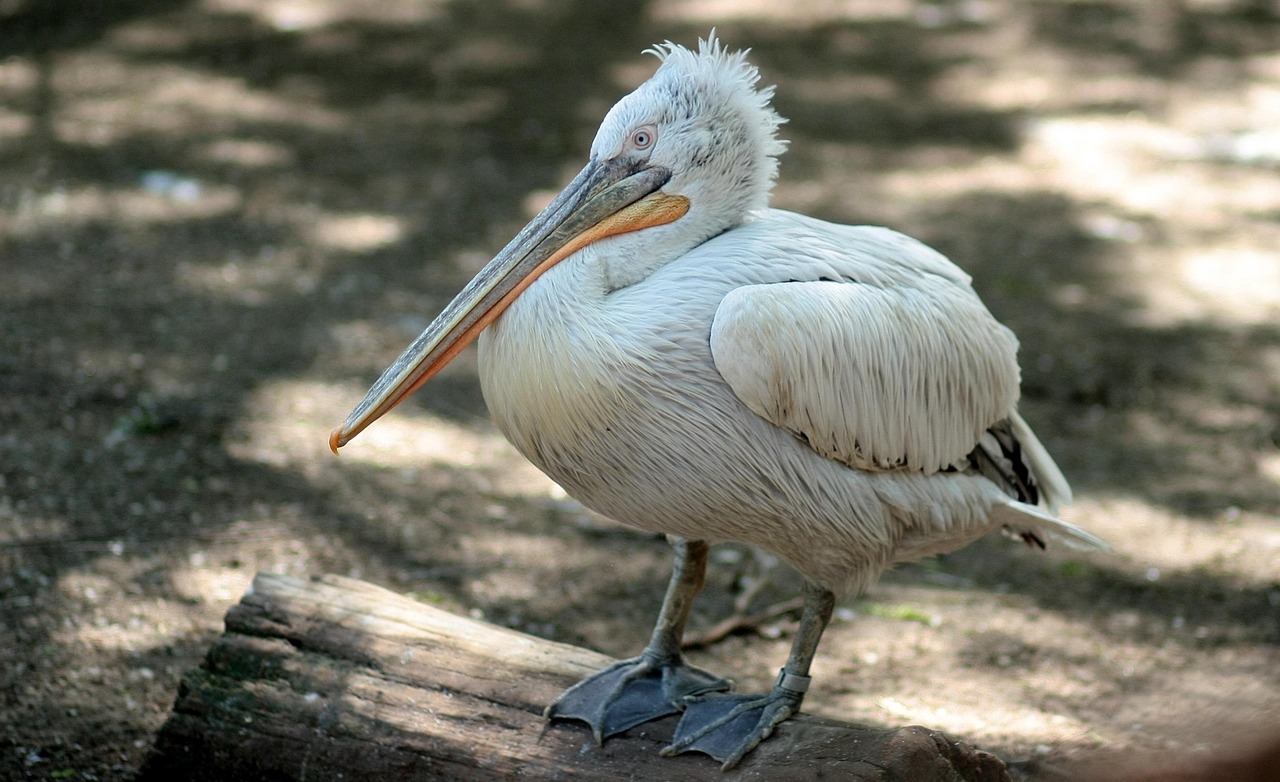 Pelican, birds, nature — illustrating When to Take a Deload Week: Signs You Need One and How to Structure It