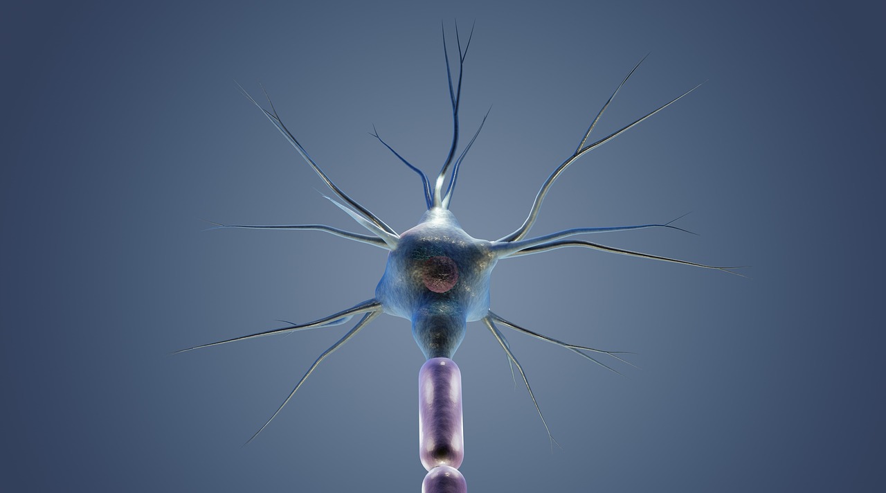 Neuron, cyton, dendrites — illustrating Which Insulin Syringe Size for Peptides (U-100)