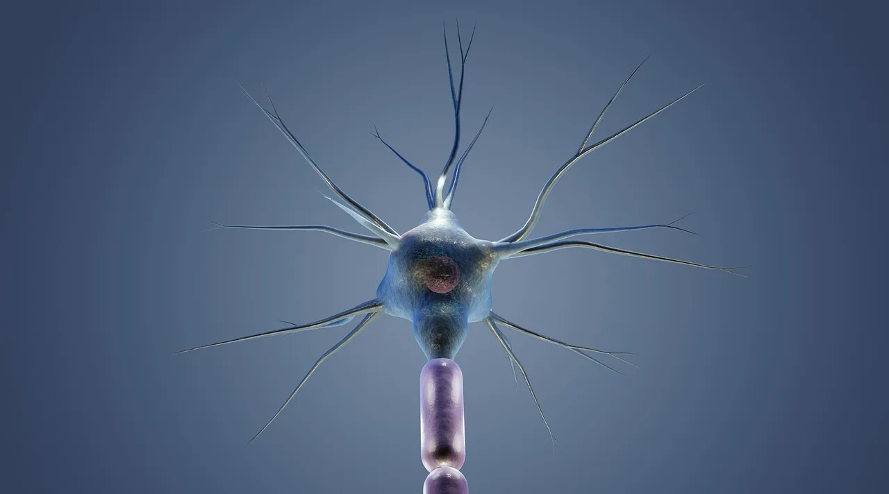 Neuron, cyton, dendrites — illustrating Which Insulin Syringe Size for Peptides (U-100)