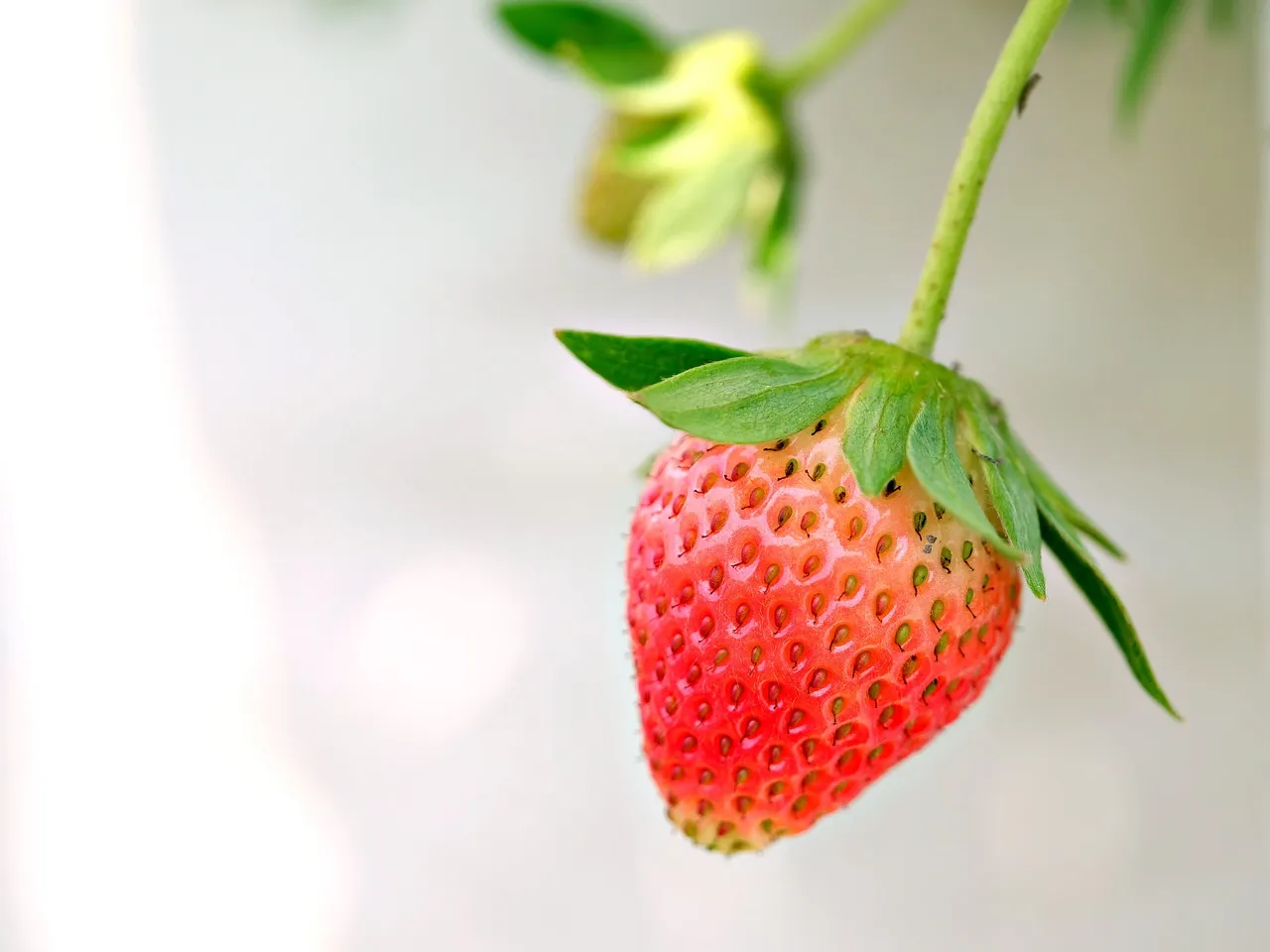 Strawberry, fruit, nature — illustrating Why Your TDEE Drops as You Lose Weight