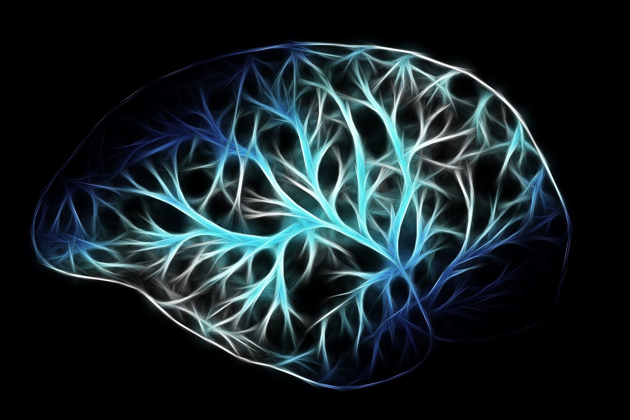 Brain, biology, anatomy — illustrating Zone 2 and Mitochondrial Health